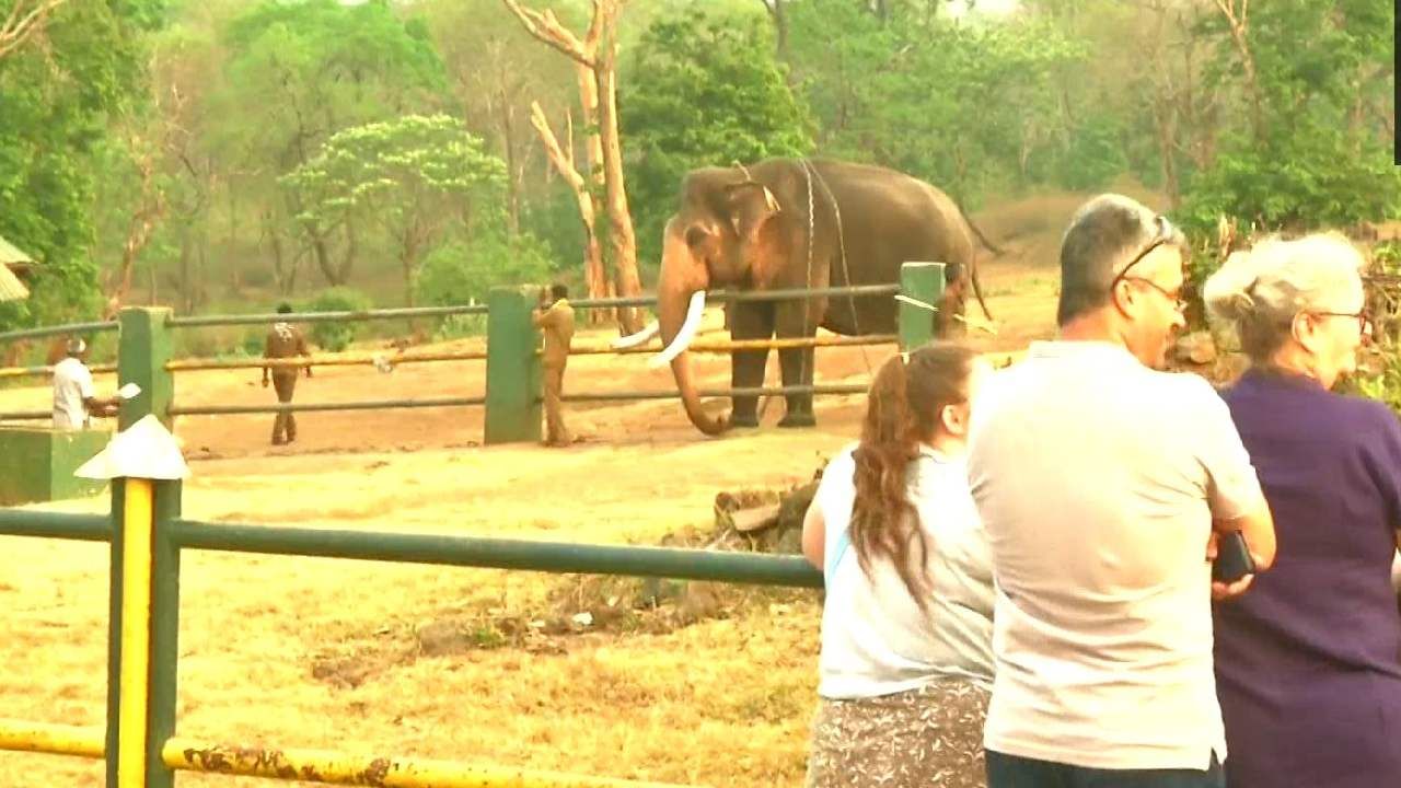 कोण आहे गोंडस हिरो रघू? पाहण्यासाठी देश-विदेशातील पर्यटकांची झुंबड, सोशल मीडियावरही कौतुकाची बरसात