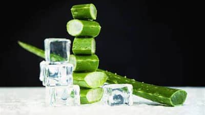 घरी कोरफड आहे का? मग कोरफडीचा हा वापर तुम्हाला माहित असायलाच हवा