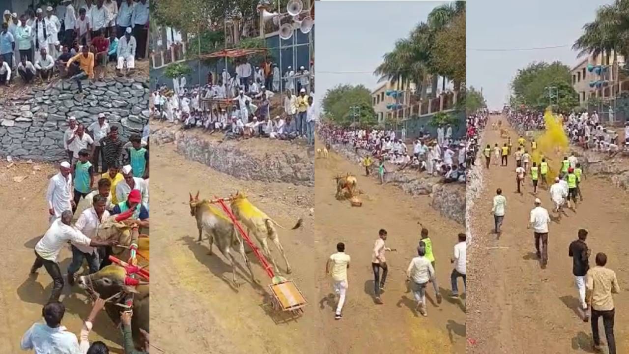 सर्जा राजा सुस्साट, गुलालाची उधळण आणि गावकऱ्याांचा एकच कल्ला; पारनेरमध्ये रंगला बैलगाडा स्पर्धेचा थरार