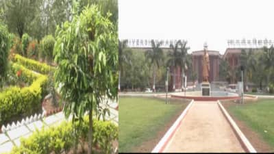 फक्त मनावर घ्या अन् कामाला लागा, नांदेडच्या विद्यापीठानंही करून दाखवलं, रखरखीत परिसर हिरवाईने नटला!