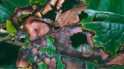 पानांमध्ये लपलेले टोळ तुम्हाला दिसले का?