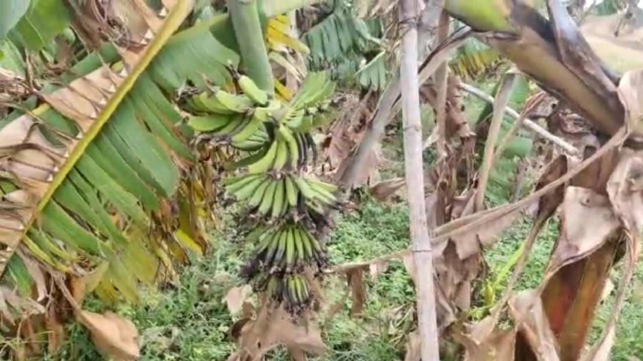 जिल्ह्यात झालेल्या अवकाळी पावसाचा फटका फळबागांनादेखील बसला आहे. कष्ट करून केळी लागवड करण्यात आली होती मात्र केळीचेही मोठे नुकसान झाले आहे. 