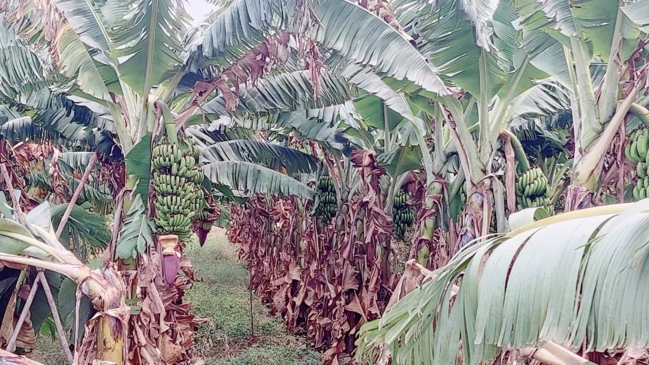 वादळी वाऱ्यासह झालेल्या अवकाळी पावसाचा फटका केळी बागेला बसला आहे. त्यामुळे केळी उत्पादक शेतकऱ्यांना त्याचा मोठा फटका बसला आहे. 