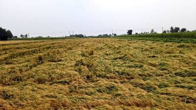 जे नको व्हायला हवं होतं तेच झालं, अवकाळीने शेतकऱ्याला केले उद्ध्वस्त; शेतकऱ्याला आता कोण वाचणार?