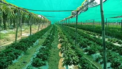 Strawberry : गोंदियाच्या मातीत फुलला स्ट्रॉबेरीचा मळा, लाखो रुपयाचे उत्पादन घेतल्याने परिसरात चर्चा