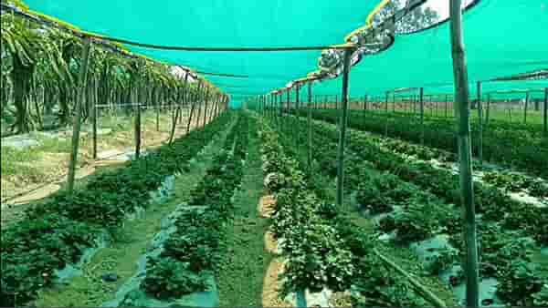 Strawberry : गोंदियाच्या मातीत फुलला स्ट्रॉबेरीचा मळा, लाखो रुपयाचे उत्पादन घेतल्याने परिसरात चर्चा