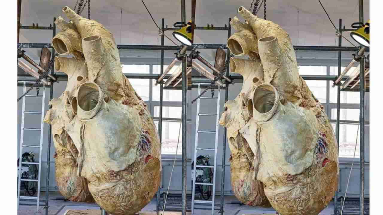 जगातलं सगळ्यात मोठं हृदय 181 किलोचं! 3 किलोमीटर वरून ऐकू येतात हृदयाचे ठोके, फोटो पाहाच