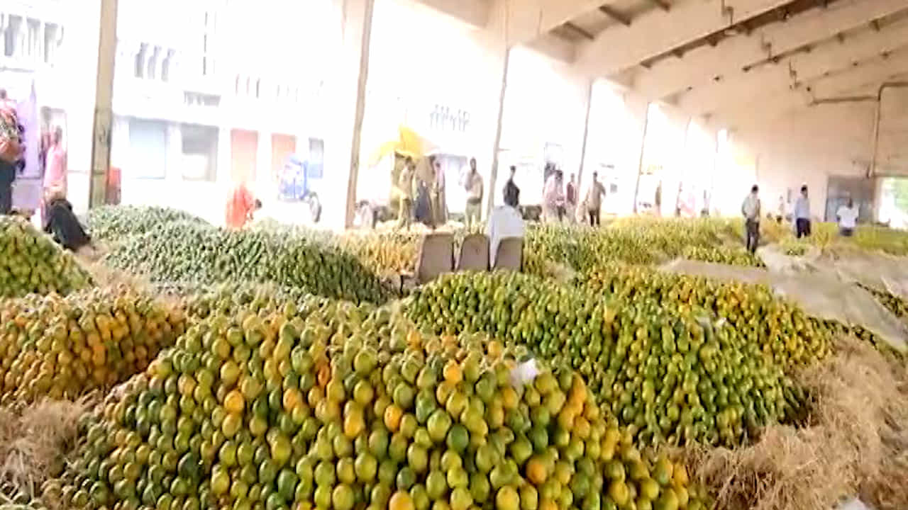 अवकाळीचा फटका, शेतकरी हवालदिल; संत्र्याचे दर कोसळले