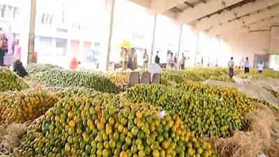 अवकाळीचा फटका, शेतकरी हवालदिल; संत्र्याचे दर कोसळले