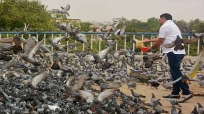 आता कबुतरांना दाणे टाकाल तर खबरदार !, या कारणामुळे पालिकेने उगारला कारवाईचा बडगा