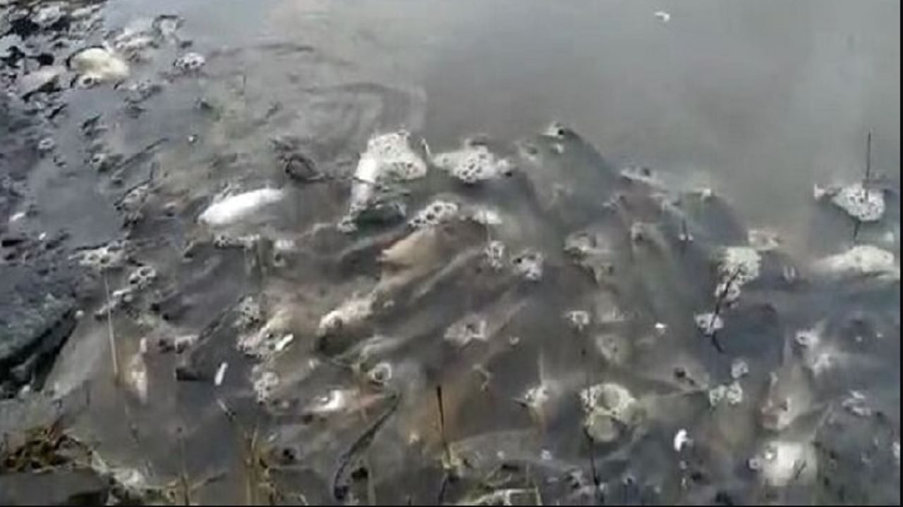 कृष्णा नदीच्या काठी पुन्हा मृत माशांचा खच,  श्वास घेण्यासाठी जलचरांची तडफड