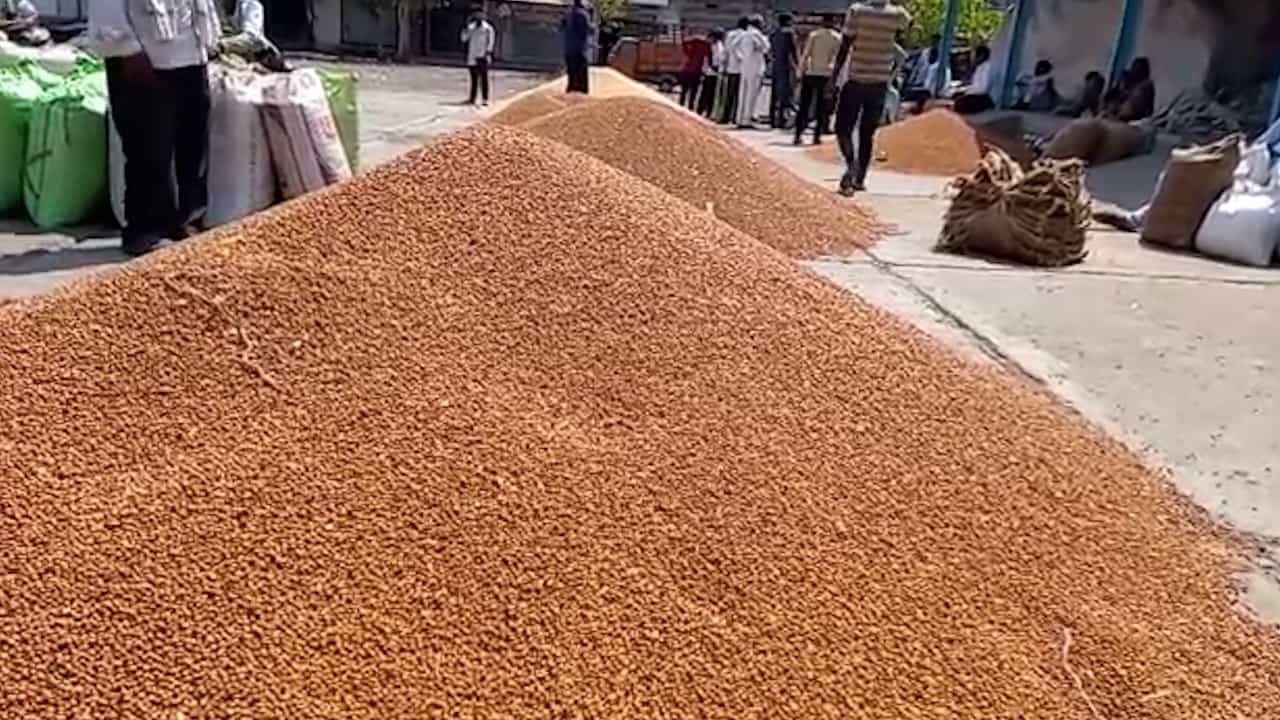 हरभरा खरेदीसाठी जिल्ह्यात 11 केंद्रांना मान्यता; शेतकऱ्यांना मोठा दिलासा