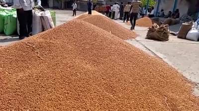 हरभरा खरेदीसाठी जिल्ह्यात 11 केंद्रांना मान्यता; शेतकऱ्यांना मोठा दिलासा