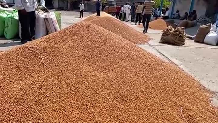 हरभरा खरेदीसाठी जिल्ह्यात 11 केंद्रांना मान्यता; शेतकऱ्यांना मोठा दिलासा हरभरा खरेदीसाठी जिल्ह्यात 11 केंद्रांना मान्यता; शेतकऱ्यांना मोठा दिलासा