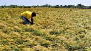 Unseasonal Rain : गोंदिया जिल्ह्यात अवकाळी पावसाचे थैमान, रब्बी पिकांना बसणार फटका, विटभट्टी व्यावसायिकांचे  मोठे नुकसान