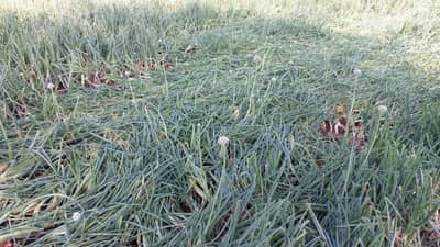 नंदुरबार जिल्ह्याला अतिवृष्टीचा फटका; रब्बी हंगाम पाण्यात...