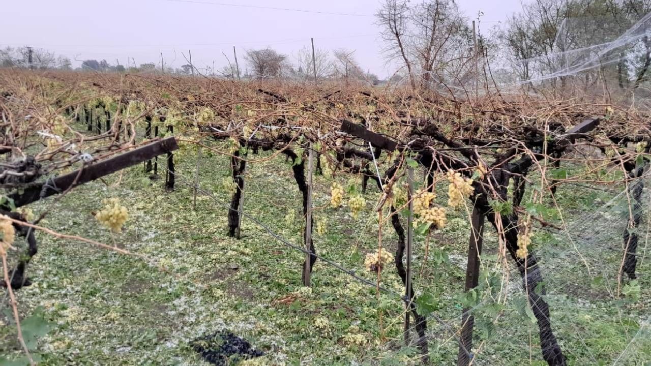 अवकाळीनं होतं नव्हतं ते सगळं गेलं; द्राक्ष बाग भूईसपाट...