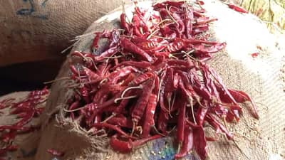 येथील मिरची मार्केट तेजीत, परराज्यातील व्यापारी उतरले लिलावात; म्हणून मिरची उत्पादक शेतकरी समाधानी