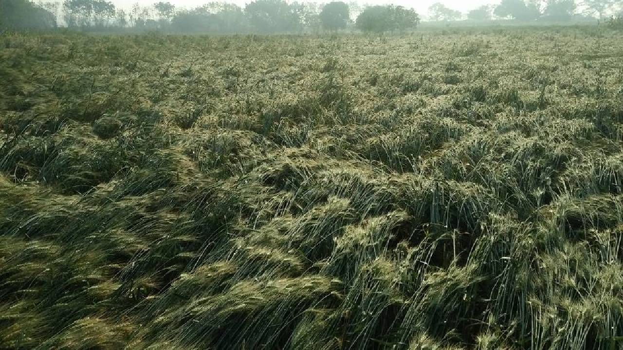 ग्रामीण भागात गारपिटीने शेतकऱ्यांचं मोठं नुकसान, वीज पडल्याने शेतकऱ्याचा आणि गाईचा मृत्यू