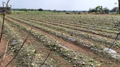 व्यापारी आला,सौदा पण झाला आणि अचानक गारांचा पाऊस आला; शेतकऱ्यांचं दुःख संपता संपेना..