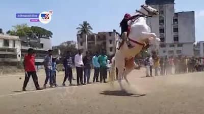 देखण्या घोड्यांची रुबाबदार ऐट; एकापेक्षा एक बलाढ्य घोड्यांची रंगली स्पर्धा