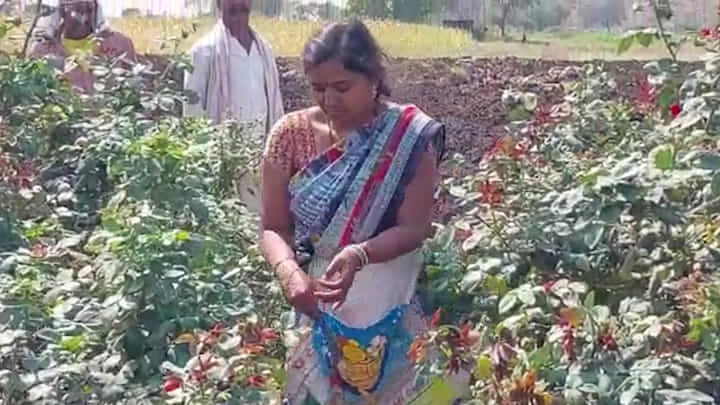 जळगाव अवकाळीची झळ, फुलबागांना फटका; बळीराजा संकटात जळगाव अवकाळीची झळ, फुलबागांना फटका; बळीराजा संकटात