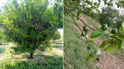 अवकाळी पाऊस आणि गारपिटीचा नागपुरी संत्र्याला फटका; इतक्या कोटी रुपयांचे नुकसान