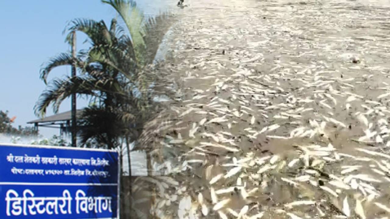 मासे मृत्यूप्रकरण दत्त इंडिया, स्वप्नपूर्ती शुगर्सला भोवलं; करण्यात आली 'ही' कारवाई