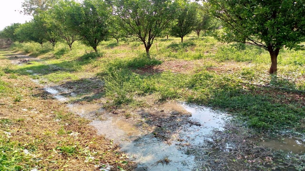 Unseosonal Rain : कोणत्या जिल्ह्यात शेतकऱ्यांचं किती नुकसान, जाणून घ्या महाराष्ट्रातील संपूर्ण परिस्थिती एका क्लिकवर