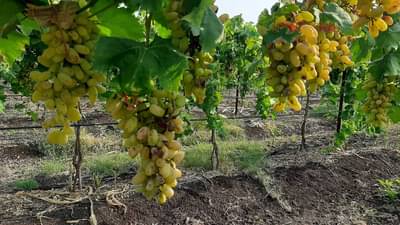 40 रुपयांनी सौदा झाला होता, आता 3 रुपयांनी सुद्धा कुणी घेईना; आमच्या सारखं कुणाच्या वाट्याला नको यायला, बळीराजा उद्विग्न