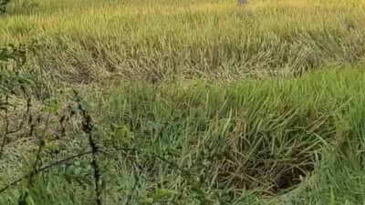 वादळी वाऱ्याचा भाजीपाला पिकाला फटका, वीज पडून इतके शेतकरी दगावले; किती हेक्टरचे नुकसान?