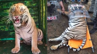 ठाण मांडून बसलेली वाघीण अखेर जेरबंद; या शहराने सोडला सुटकेचा निश्वास...