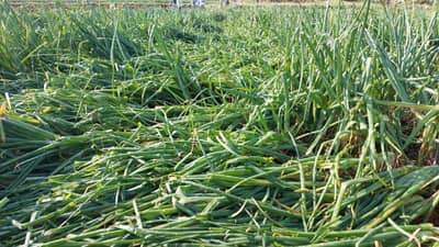 उद्याच्या आशेनं पीक घेतलं, आणि सगळं मातीत गेलं; म्हणून या जिल्हाधिकाऱ्यांनी मदतीसाठी...