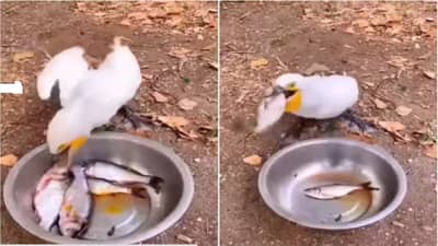 बदकाने 20 सेकंदात 8 मासे गिळले, मग नेटकरी म्हणाले...