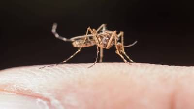 अर्ध्याहून अधिक भारतीयांची झोप उडवण्यास कारणीभूत आहेत डास, सर्वेक्षणातून माहिती समोर