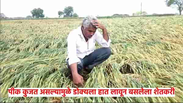 अवकाळी पावसाने आडवी पाडलेली पीके कुजवली, शेतातील ओल कमी होत नसल्यामुळे शेतकरी हतबल