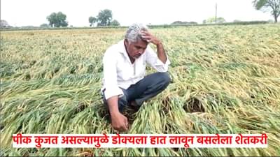 अवकाळी पावसाने आडवी पाडलेली पीके कुजवली, शेतातील ओल कमी होत नसल्यामुळे शेतकरी हतबल
