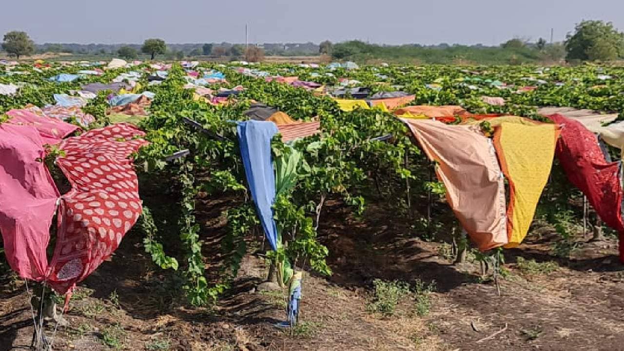 गारपिटीने शेतपिकाचं मोठं नुकसान; पण, द्राक्ष उत्पादकाने अशी वाचवली दोन एकर द्राक्षबाग