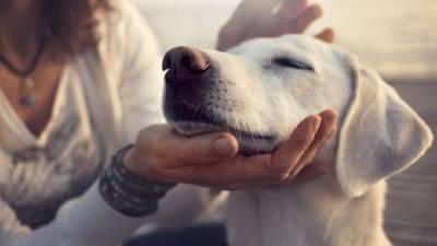 पाळीव कुत्रा तुमच्याकडून या गोष्टी शिकू शकतो, तेही कोणत्याही प्रशिक्षणाशिवाय कसं ते पाहा...