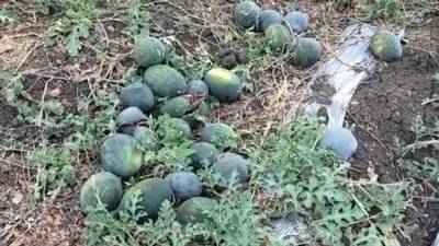 कलिंगडाची लाली फिकी पडली, दोन एकरात लागवड; शेतकऱ्याच्या नशिबी काय?