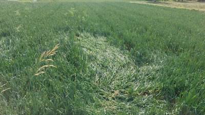 ज्या शेतकरी बांधवांच्या जीवावर राजकारण करतो त्यांच्याशी...; नुकसान पाहणीनंतर मंत्र्यांकडून शेतकऱ्यांना अश्वासन