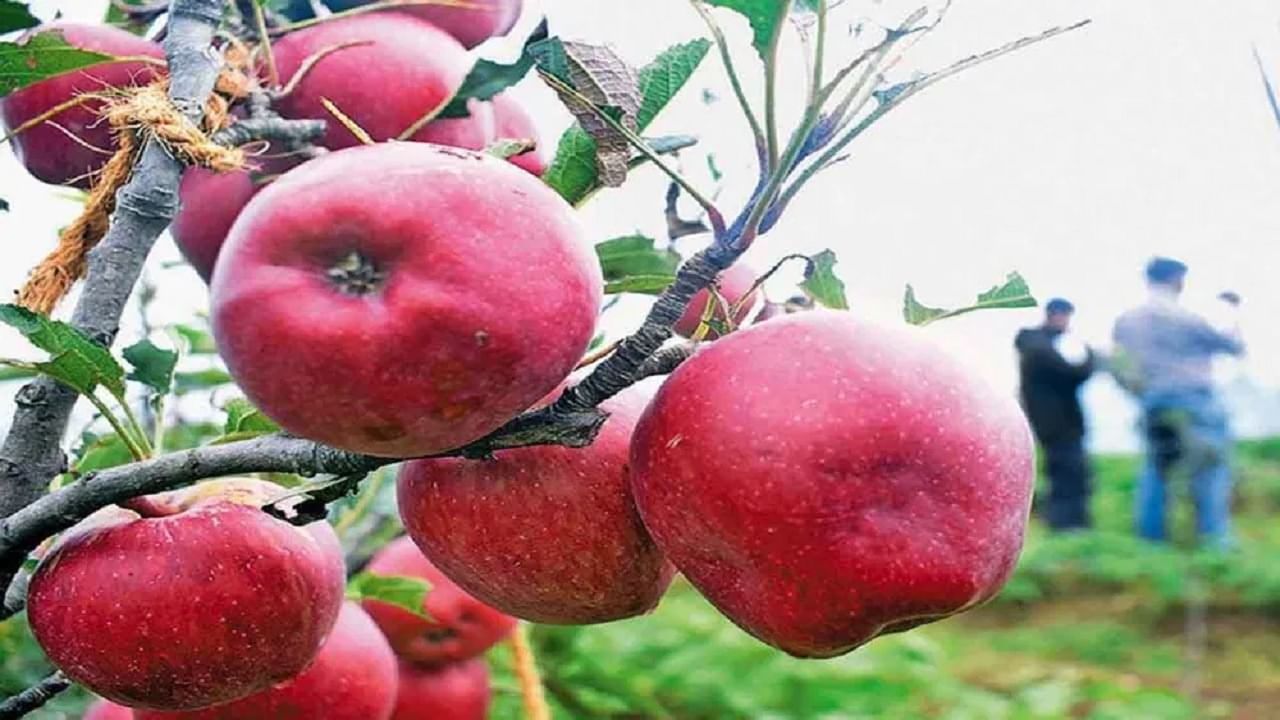 काश्मीर आणि हिमाचल प्रदेश या दोन राज्यांमध्ये सफरचंदाची सर्वाधिक लागवड होते. सफरचंद फक्त थंड प्रदेशातच घेतले जाते, असं आतापर्यंत आपल्याला माहिती आह. पण, आता उत्तर प्रदेश, बिहार, पश्चिम बंगाल आणि पंजाबसारख्या उष्ण राज्यांतील शेतकरीही सफरचंदाची लागवड करू शकतात. पारंपरिक पिकांच्या तुलनेत यात अधिक नफाही मिळेल.