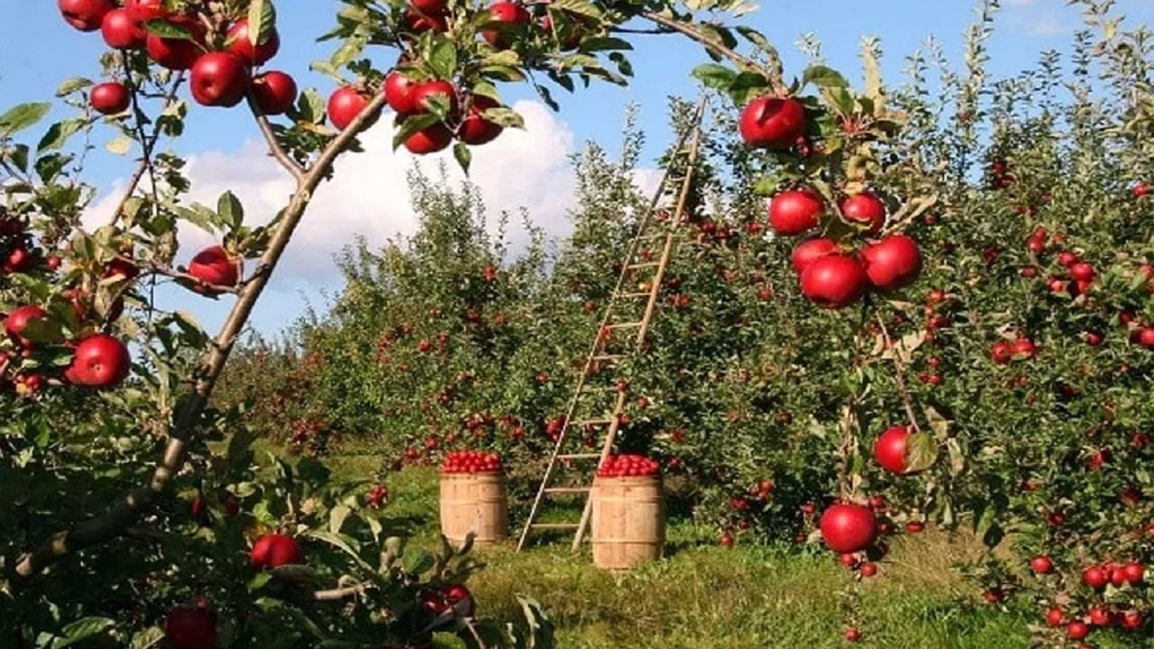 Agriculture News : आता राज्यात घेता येणार सफरचंदाचं पीक! जाणून घ्या कसं ते