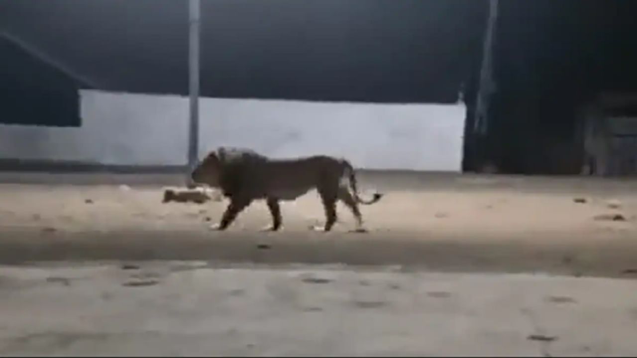 VIDEO | गावात बिनधास्त फिरत होता सिंह , 4 कुत्र्यांनी मिळून त्याचा पाठलाग केला, पुढे काय घडलं पाहा व्हिडीओत