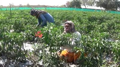 संकटातही त्यानं मार्ग शोधला, लाखो रुपयांची केली कमाई, दुष्काळी भागातील शेतकऱ्याने साधली किमया