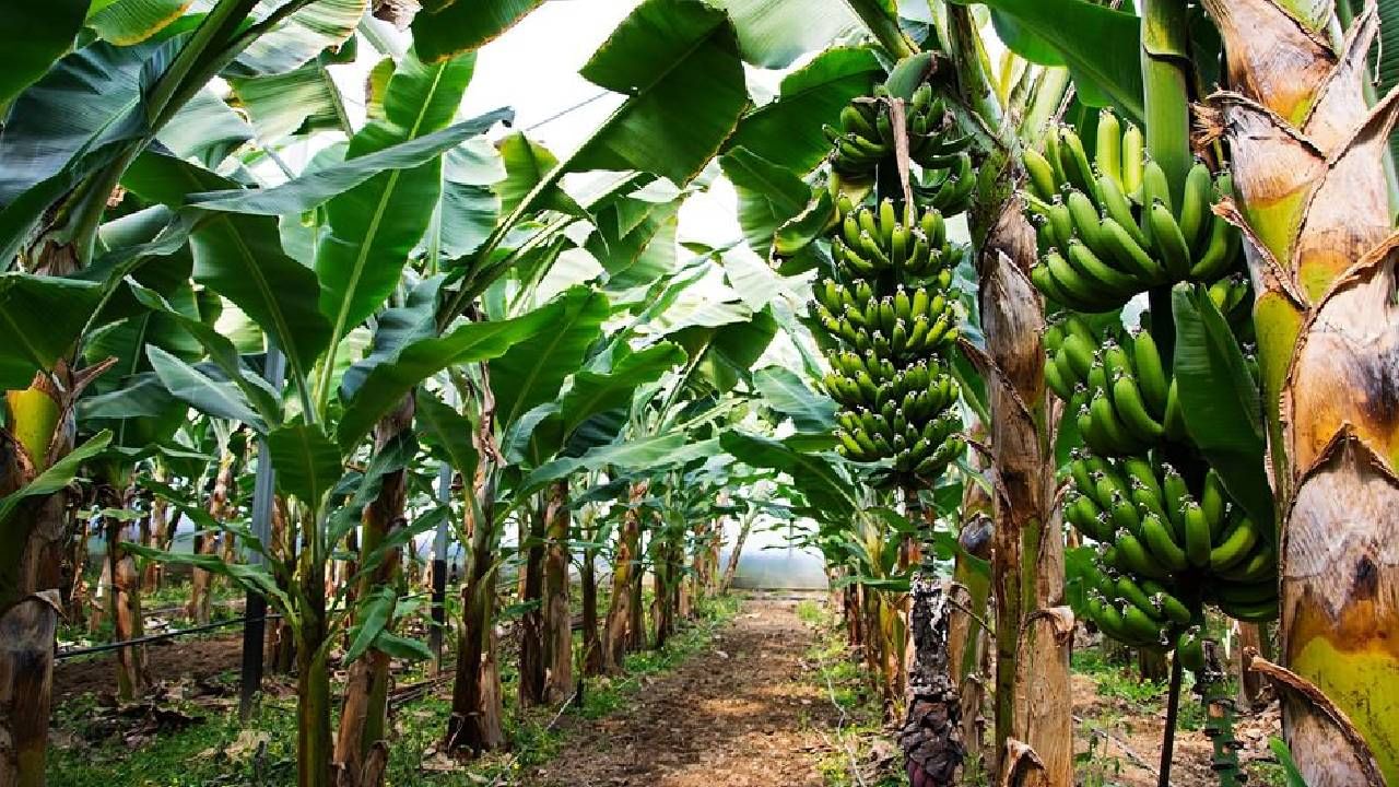 केळीची रोपं उन्हानं करपू नये म्हणून शेतकऱ्यांचा नवा जुगाड, या पीकाचा आसरा...