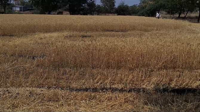 अवकाळी पावसाची विश्रांती, रब्बी हंगामातील पीकं काढणीला वेग, पीकाचं नुकसान झाल्यामुळे शेतकरी म्हणतात...