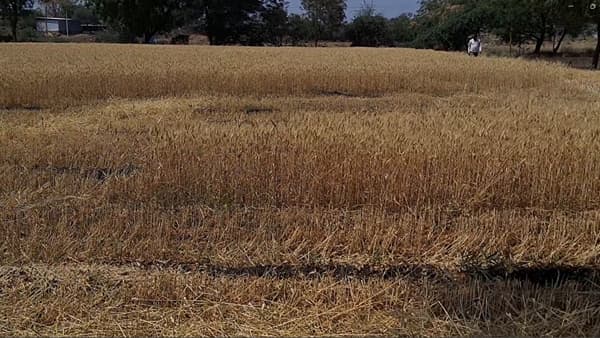 अवकाळी पावसाची विश्रांती, रब्बी हंगामातील पीकं काढणीला वेग, पीकाचं नुकसान झाल्यामुळे शेतकरी म्हणतात...