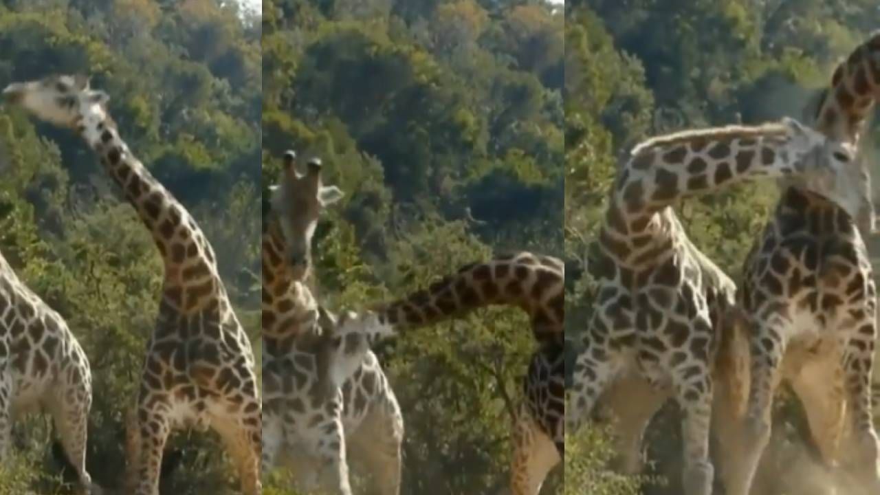 हे रे पठ्ठ्या! आज कळला जिराफच्या उंच मानेचा खरा उपयोग, व्हिडीओ बघून खूप हसाल
