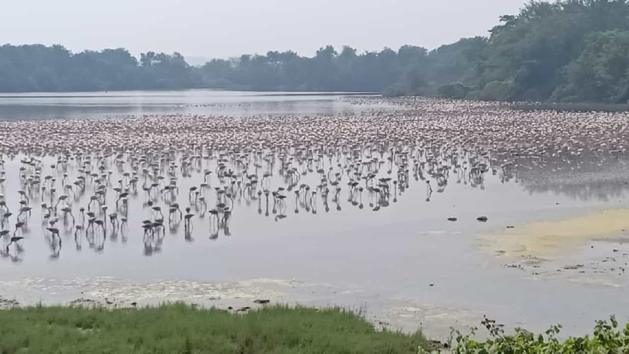 नवी मुंबईच्या वाशी खाडीकिनारी फ्लेमिंगो पक्ष्यांचं मनमोहक दृश्य